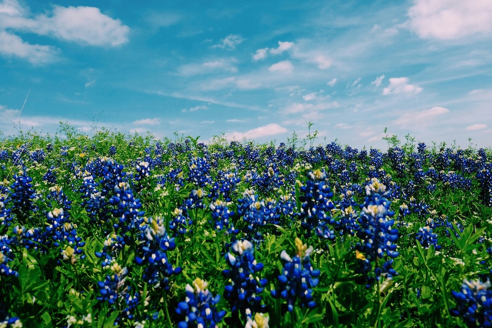 Texas Nursing CE Renewal Package – 20 Contact Hours | RN & LVN
